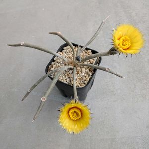 サボテン,カプトメデューサエ,多肉植物,鉢植え,多年草の画像