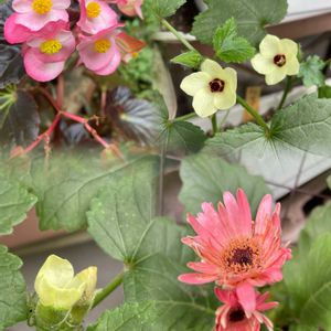 アサガオ,ガーベラ,ベゴニア,オクラの花,種まきの画像