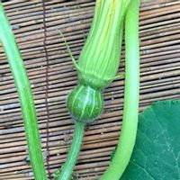 かぼちゃ,かぼちゃ,カボチャ,岩手県,タネラーさん集合の画像