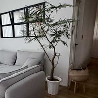 エバーフレッシュ,エバー・フレッシュ,観葉植物初心者,観葉植物のある暮らし,リビング・ダイニングの画像