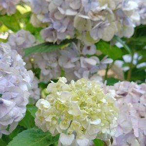 紫陽花,地植え,我が家の庭,かわいい花の画像