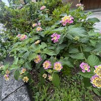 アジサイ,ランタナ,紫陽花,ヒルガオ,はぎ(萩)の画像