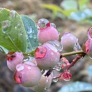 ブルーベリー,地植え,雨の日の画像