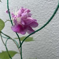 アボカド,アボカド,スプリットペタル,スプリットペタル,ウチワ サボテンの画像