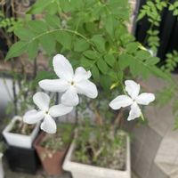 ジャスミン,ジャスミン,大好き,いい香り,可愛いの画像