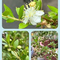 クチナシ,薔薇,銀梅花,ネオレゲリア・ファイヤーボール,クロホオズキの画像