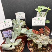 月美人,薄化粧,薄氷,プロンズ姫,多肉植物の画像