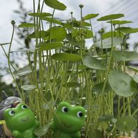 ツユクサ,ウォーターマッシュルーム,キャッツテール,観賞用 とうがらし,観賞用 とうがらしの画像