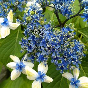 鉢植え,ガーデニング,紫陽花 アジサイ あじさい,植え込み,大谷翔平の画像