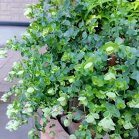 トレニア,アイビー,ガーデンシクラメン,オレガノ ケントビューティー,寄せ植えの画像