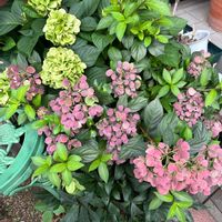 クリスマスローズ,紫陽花,紫陽花　あじさい　アジサイ,梅雨,実家の画像