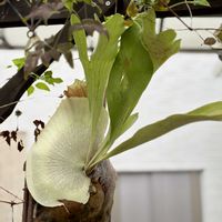 ビカクシダ,コウモリラン・ビカクシダ,ビカクシダ ビフルカツム,着生植物, コウモリラン の画像