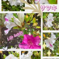 サツキ,可愛らしい,北海道,綺麗なピンク,大切な宝ものの画像