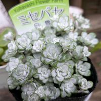 白雪ミセバヤ,多肉植物,ナチュラルガーデン,多肉のある暮らし,和風の庭の画像