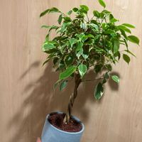 ベンジャミン,植物,植物男子,植物大好き,元気に育ててますよの画像