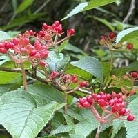 ヤブデマリ,コマツナギ,ゴマダラカミキリ,花木,マメ科の画像