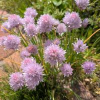 チャイブ,安曇野,チャイブの花,信州大好き⛰️,紫の花の画像