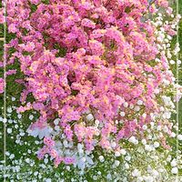 パイナップルリリー,かすみ草,ライスフラワー,ハナトラノオ(カクトラノオ),花のある暮らしの画像
