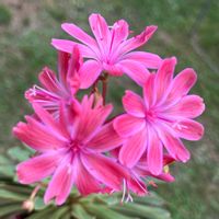 レウィシア,レウィシア,鉢植え,ピンク,癒しの画像