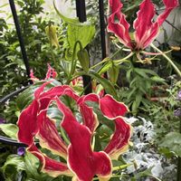 グロリオサ,赤い花,鉢植え,夏の花,楽しみ〜の画像