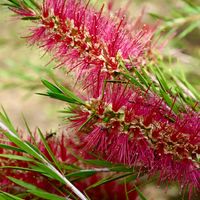 ブラシノキ,黄色い花,花散歩,筑波実験植物園,真っ赤な火曜日の画像