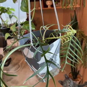 フィロデンドロン,フィロデンドロン・トータム,観葉植物,ハイドロカルチャー,新芽の画像