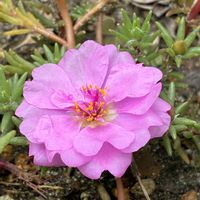 ゼラニウム,チェリーセージ,ルピナスの葉,八重咲きクチナシ,八重咲き松葉ボタンの画像