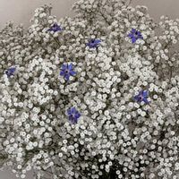 カスミソウ,ボリジ,癒し,七夕,今日のお花の画像