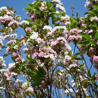 ツバキ,八重桜 天の川,椿　天の川,七夕,さくら 桜 サクラの画像