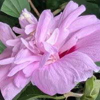 シュウメイギク,シュウメイギク,ムクゲ,ムクゲ,ガクアジサイの画像