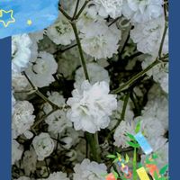 アイビーゼラニウム,カスミソウ,バーベナ,ベビーサンローズ(斑入り),花のある暮らしの画像