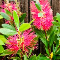 ブラシの木,ブラシノキ(金宝樹),開花,オージープランツ,花のある暮らしの画像