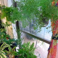 アジアンタムの画像