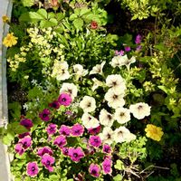 シロタエギク,ペチュニア,七夕,紫陽花 アジサイ あじさい,良い一日を…の画像