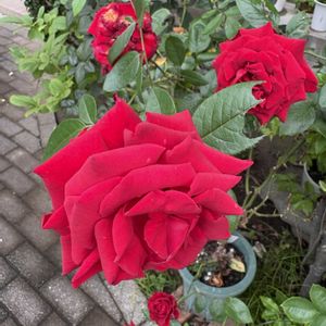 バラ好き,バラを楽しむ,バラのある暮らしの画像