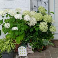 オリーブ,アナベル,カフェ,癒し…♡,ステキなカフェの画像