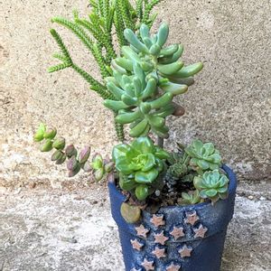 多肉植物の寄植え,多肉植物,リメ鉢,七夕の画像