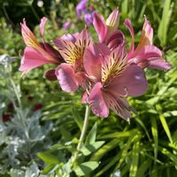 シロタエギク,アストロメリア,アストロメリア,ハタザオキキョウ,白妙菊(しろたえぎく)の画像