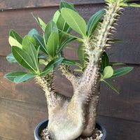 パキポディウム,パキポディウム エニグマチカム,多肉植物,塊根植物,コーデックスの画像