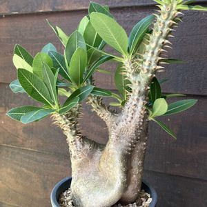パキポディウム,パキポディウム エニグマチカム,多肉植物,塊根植物,コーデックスの画像