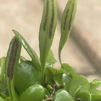 ツメレンゲ,爪蓮華,マメシダ（マメツタ）,まめづた  豆蔦,多肉植物の画像