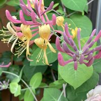 スイカズラ,ハニーサックル,花のある暮らし,いい香り♡,おうち園芸の画像