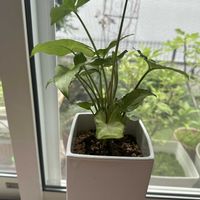 シンゴニウム,観葉植物,花のある暮らし,リビング・ダイニングの画像