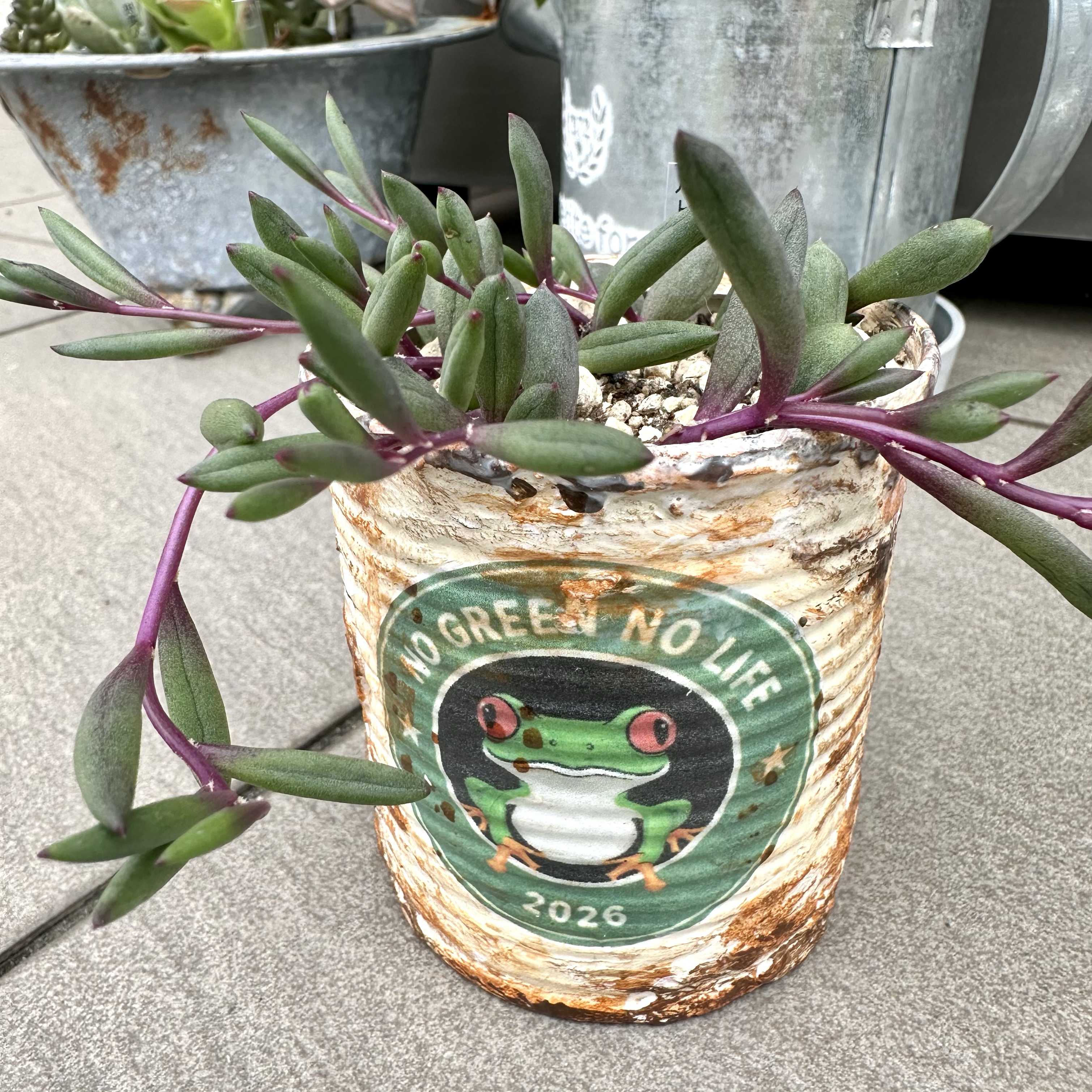 根っこが生えてない？多肉植物のカット苗を買ったら｜🍀GreenSnap
