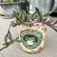 ルビーネックレス,多肉植物,リメ缶,カット苗,多肉棚の画像