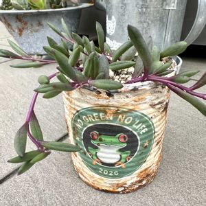 ルビーネックレス,多肉植物,リメ缶,カット苗,多肉棚の画像