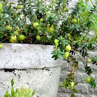 クランベリー,植物のある暮らし,ほしつながり,たいせつななかま♡,ＧＳは笑顔で⭐️の画像