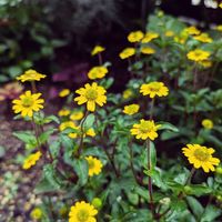 サンビタリア,黄色の花,小庭,寒冷地,耐寒性ゾーン6bの画像