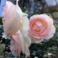 つるバラ...,返り咲き性つるバラ　ピエールドゥロンサール,返り咲き性つるバラ　ピエールドゥロンサール,つるバラ,花のある暮らしの画像