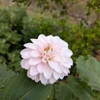 ダリア,サツキ,ピンク色のお花,天草市,家庭園芸の画像